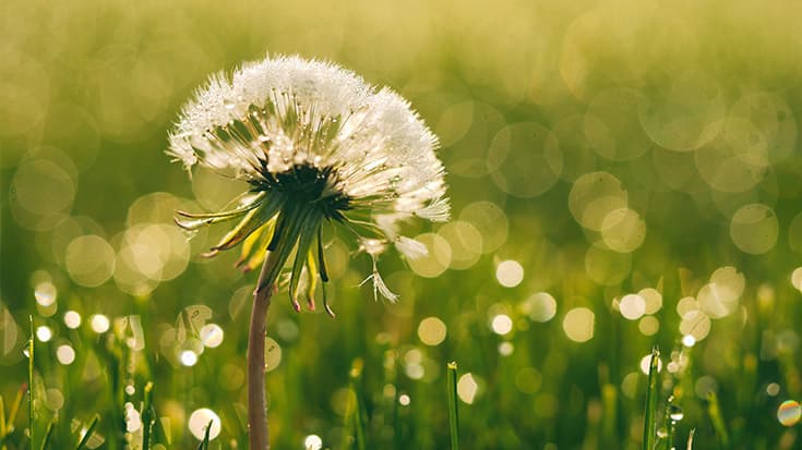 A Weed By Any Other Name: 5 Reasons for Unlikely Gratitude