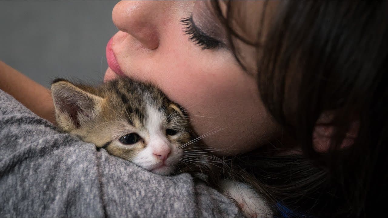 Who Wouldn't Want a Room Full of Kittens?